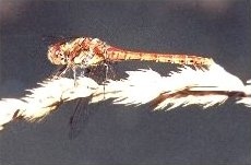 Common Darter - Sympetrum striolatum
