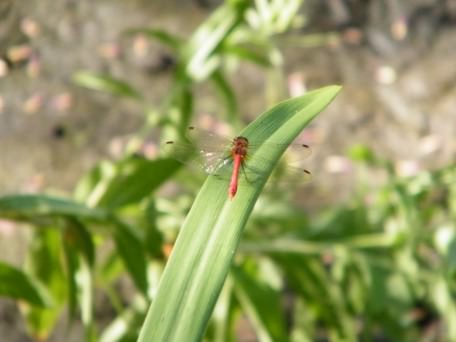 Common Darter - Sympetrum striolatum, click for a larger image