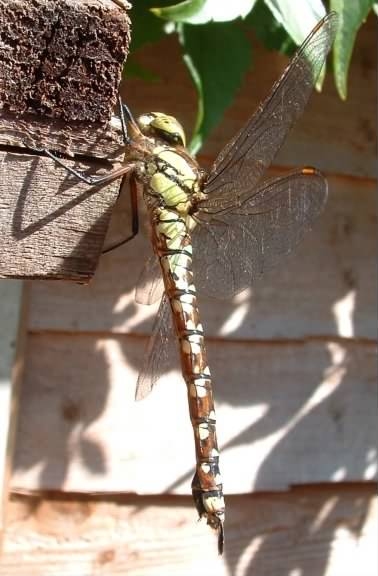Southern Hawker - Aeshna cyanea, species information page