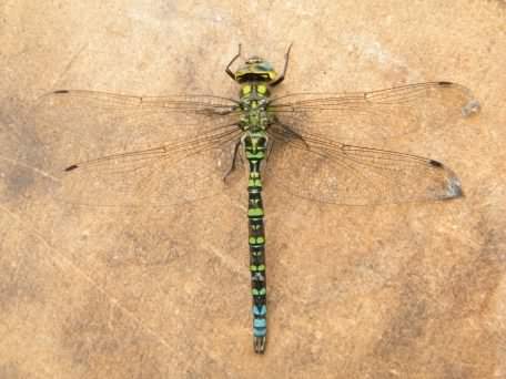 Male Southern Hawker - Aeshna cyanea, click for a larger image