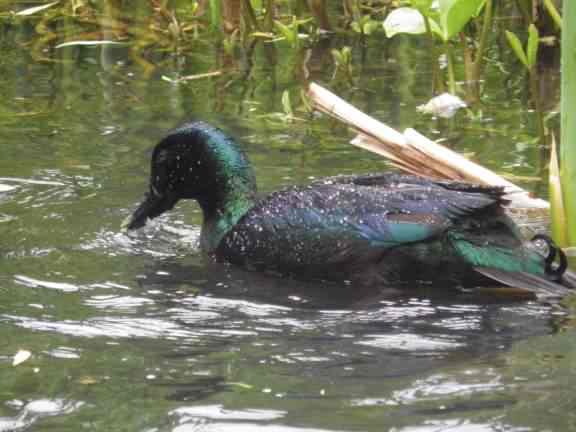 Cayuga duck - Anas platyrhynchos, click for a larger image