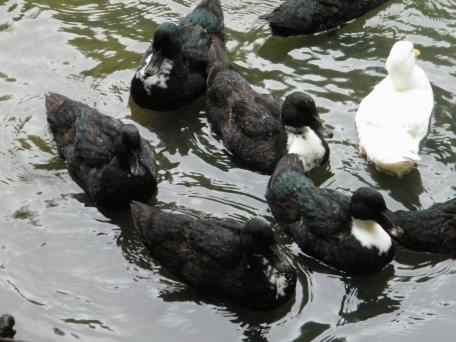 Swedish Black duck - Anas platyrhynchos domesticus, click for a larger image