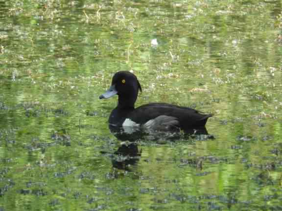 Tufted duck - Aythya fuligula, species information page