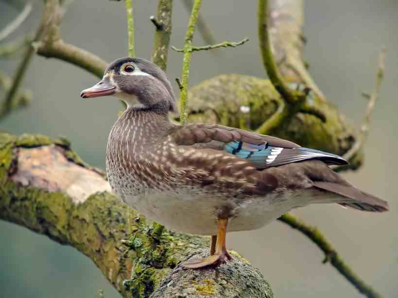 Wood Duck - Aix sponsa, species information page