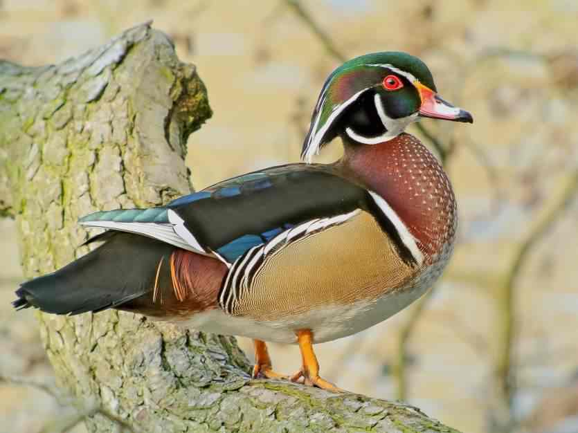 Wood Duck - Aix sponsa, click for a larger image, photo licensed for reuse CCASA2.0