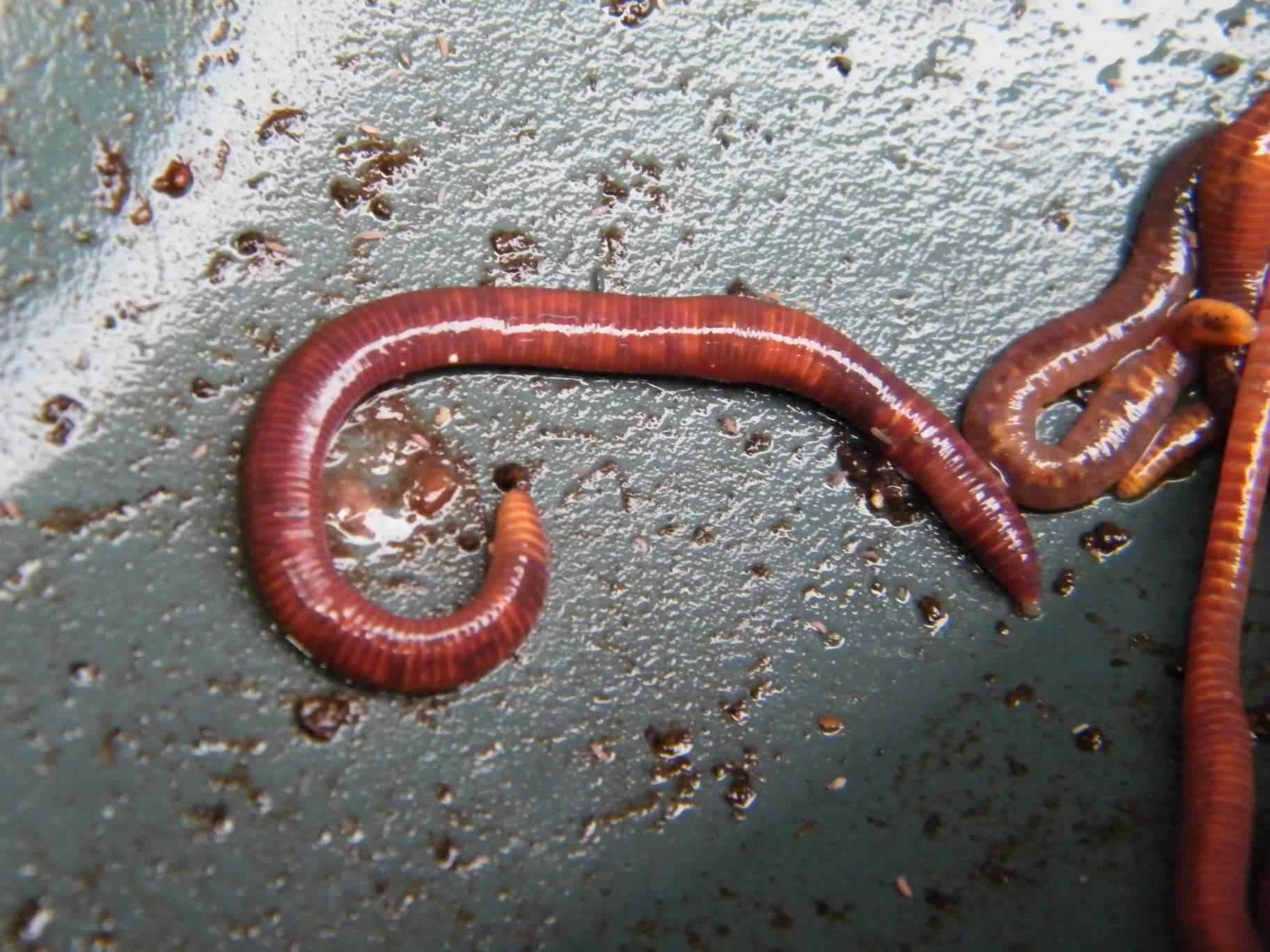 Earthworm - Lumbricus terrestris, species information page. Also