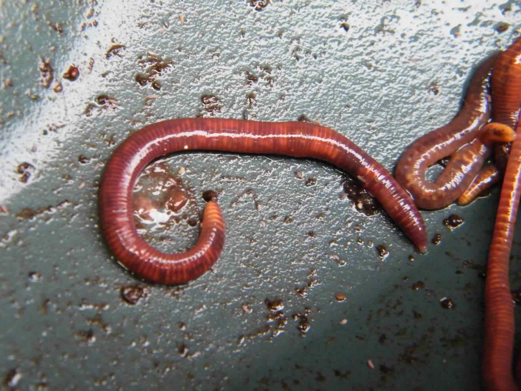 https://www.brickfieldspark.org/images/jpgs/earthworm3207.jpg