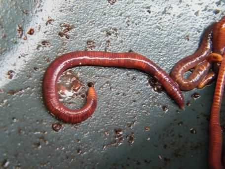 Earthworm - Lumbricus terrestris, click for a larger image