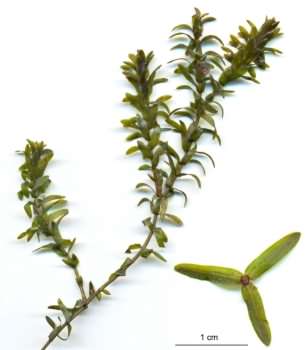 Canada Pond Weed - Elodea canadensis, click for a larger image, photo licensed for reuse CCASA3.0