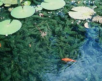Canada Pond Weed - Elodea canadensis, choking a waterliliy pond, click for a larger image