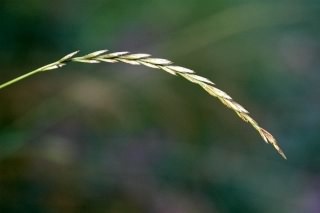 Couch Grass - Elymus repens, click for a larger image, photo licensed for reuse CCASA2.5