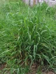 Couch grass - Elymus repens, species information page, photo licensed for reuse CCASA3.0