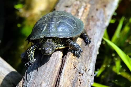 European Pond turtle - Emys orbicularis, click for a larger image CCASA4.0