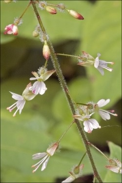 Enchanter's Nightshade - Circaea lutetiana, click for a larger image, photo licensed for reuse NCSA3.0