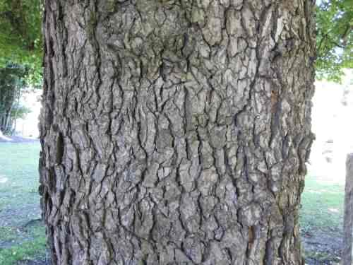 English Elm - Ulmus procera, click for a larger image, photo licensed for reuse CCASA$.0