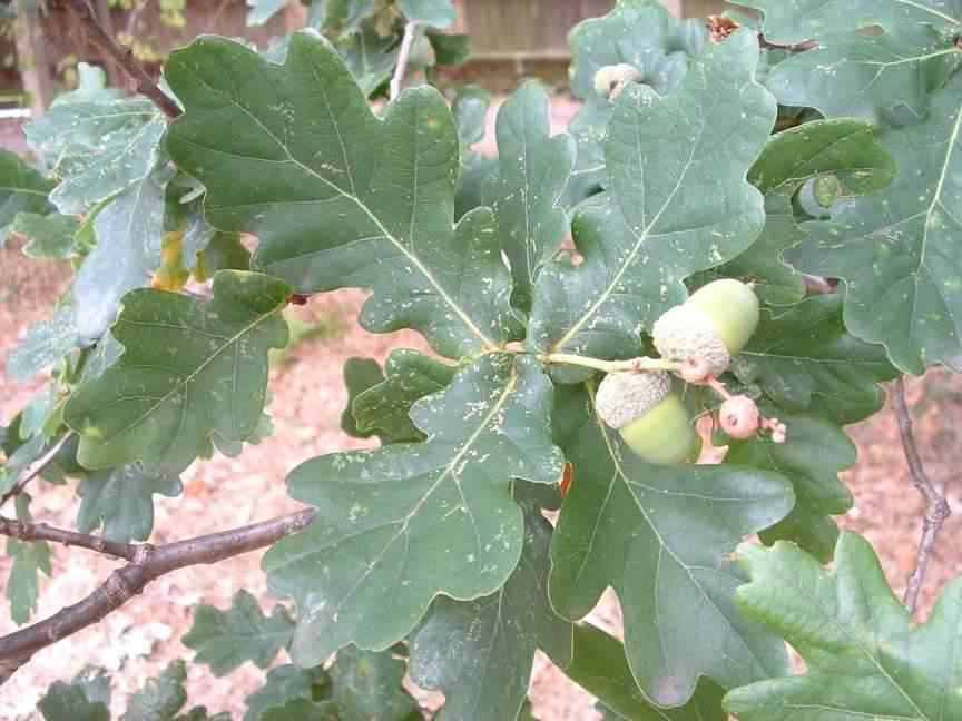 English Oak - Quercus robur, species information page
