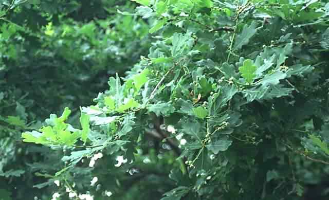 English Oak - Quercus robur, click for a larger image