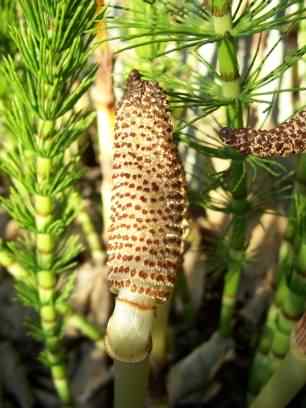 Great Horsetail - Equisetum telmateia, species information page, photo licensed for reuse CCASA3.0