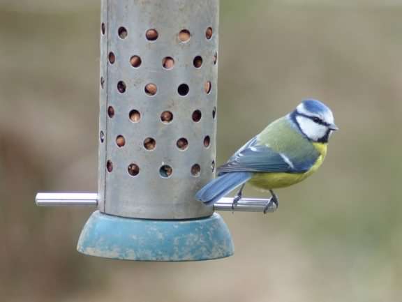 Blue Tit - Cyanistes, click for a larger image, licensed for reuse NCSA3.0