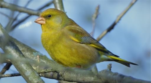 European Greenfinch - Carduelis chloris, click for a larger image, ©2020 Colin Varndell, used with permission