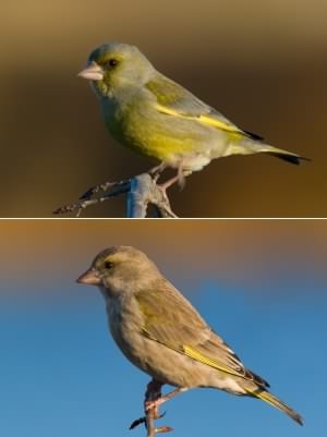European Greenfinch - Carduelis chloris, species information page, photo licensed for reuse CCASA2.5