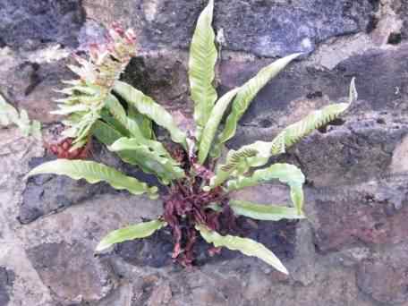Harts Tongue - Asplenium scolopendrium, species information page