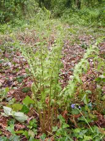 Male Fern - Dryopteris filix-mas agg., species information page