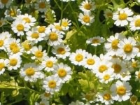 Feverfew - Tanacetum parthenium, click for a larger image, photo licensed for reuse CCA2.5