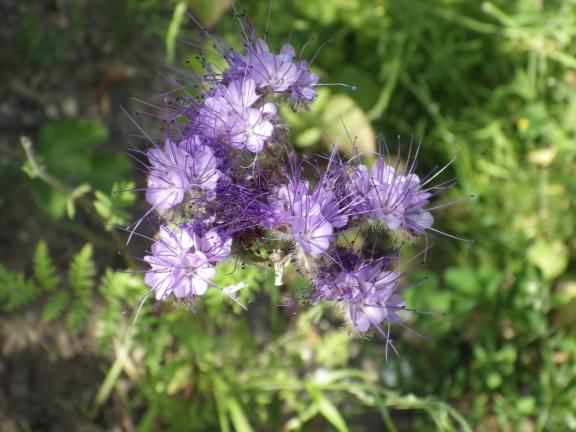 Fiddleneck - Phacelia tanacetifolia, click for a larger image