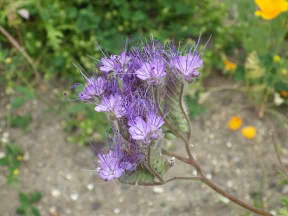 Fiddleneck - Phacelia tanacetifolia, click for a larger image