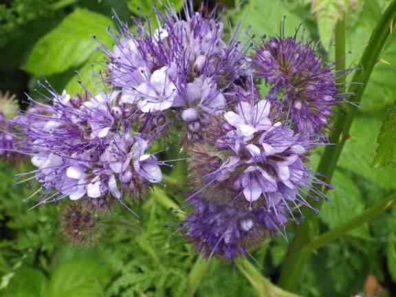 Fiddleneck - Phacelia tanacetifolia, click for a larger image