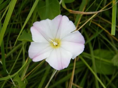 Hedge Bindweed - Calystegia sepium, click for a larger image