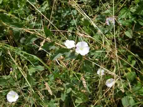 Hedge Bindweed - Calystegia sepium, click for a larger image