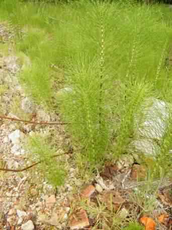 Field Horsetail - Equisetum arvense, species information page