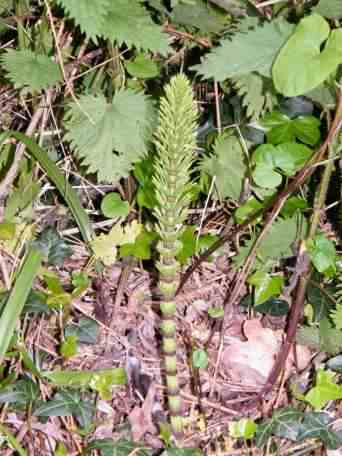 Field Horsetail - Equisetum arvense, click for a larger image