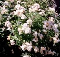 Field Rose - Rosa arvensis habit