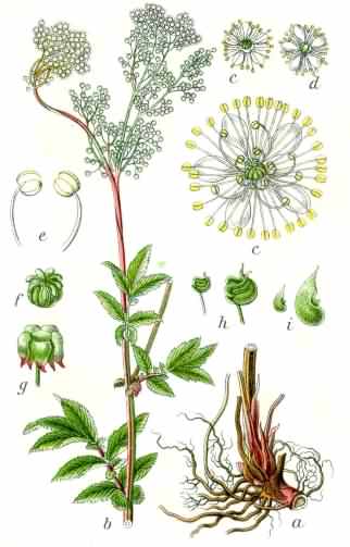 Meadowsweet - Filipendula ulmaria, click for a larger image, licensed for reuse picture 1796 Jacob Sturm