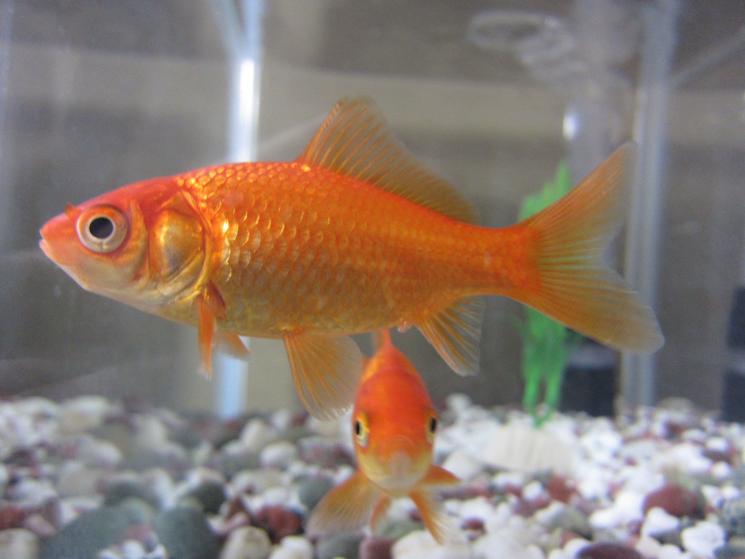 Common Goldfish - Carassius auratus, click for a larger image, photo licensed for reuse CCASA3.0