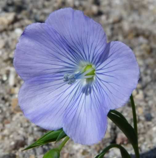 Flax - Linum usitatissimum, click for a larger image, photo licensed for reuse CCBYNCSA3.0