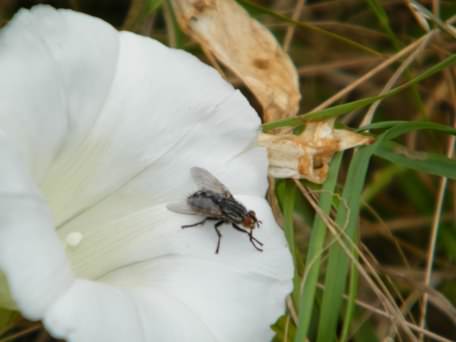 Flesh Fly - Sarcophaga ssp., click for a larger image