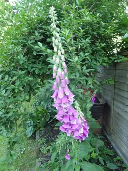 Common Foxglove - Digitalis purpurea, click for a larger image