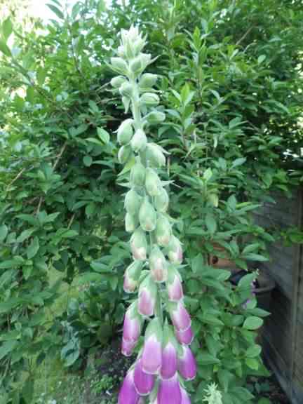 Common Foxglove - Digitalis purpurea, click for a larger image