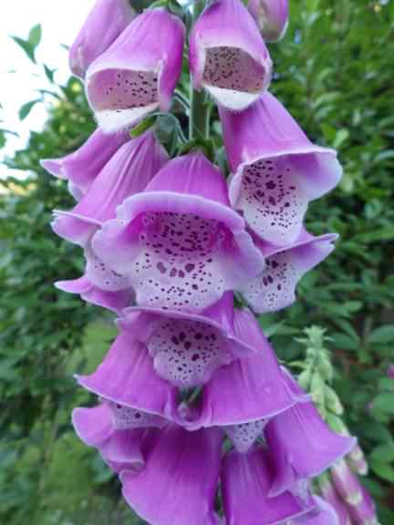 Common Foxglove - Digitalis purpurea, click for a larger image