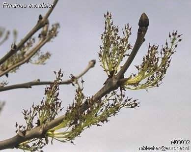Common Ash - Fraxinus excelsior, species information page