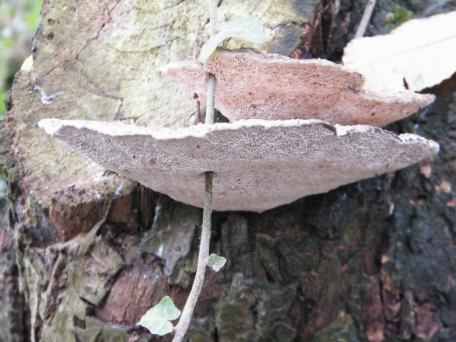 Alder Bracket - Inonotus radiatus, click for a larger image