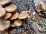 Honey Fungus - Armillaria mellea, click for a larger image