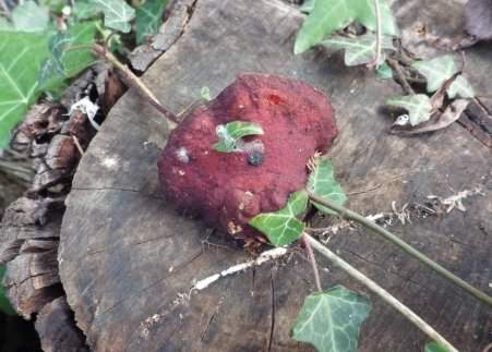 Beefsteak fungus - Fistulina hepatica, click for a larger image