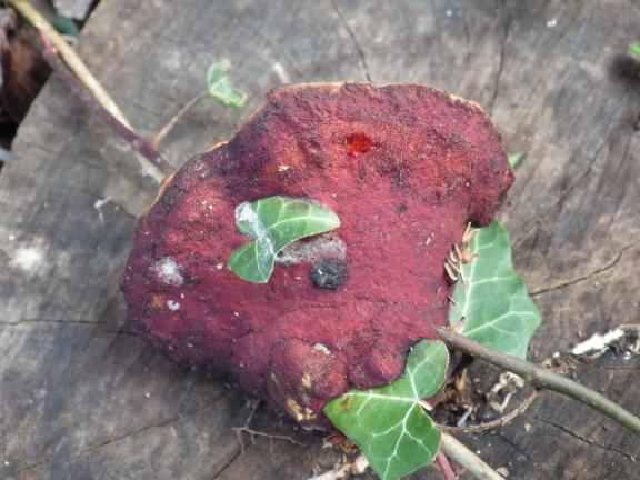 Beefsteak fungus - Fistulina hepatica, click for a larger image