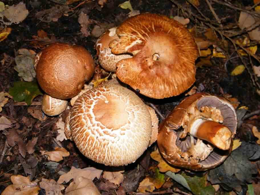 Blushing Wood Mushroom - Agaricus silvaticus, click for a larger image