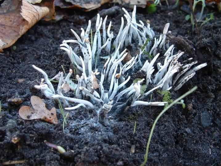 Candlesnuff - Xylaria hypoxylon, species information page